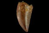 Serrated, Raptor Tooth - Real Dinosaur Tooth #133403-1